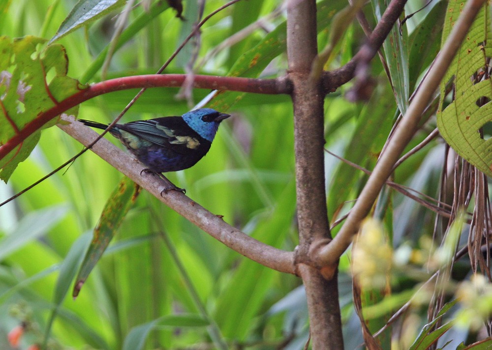 Blue-necked Tanager - Lars Petersson | My World of Bird Photography
