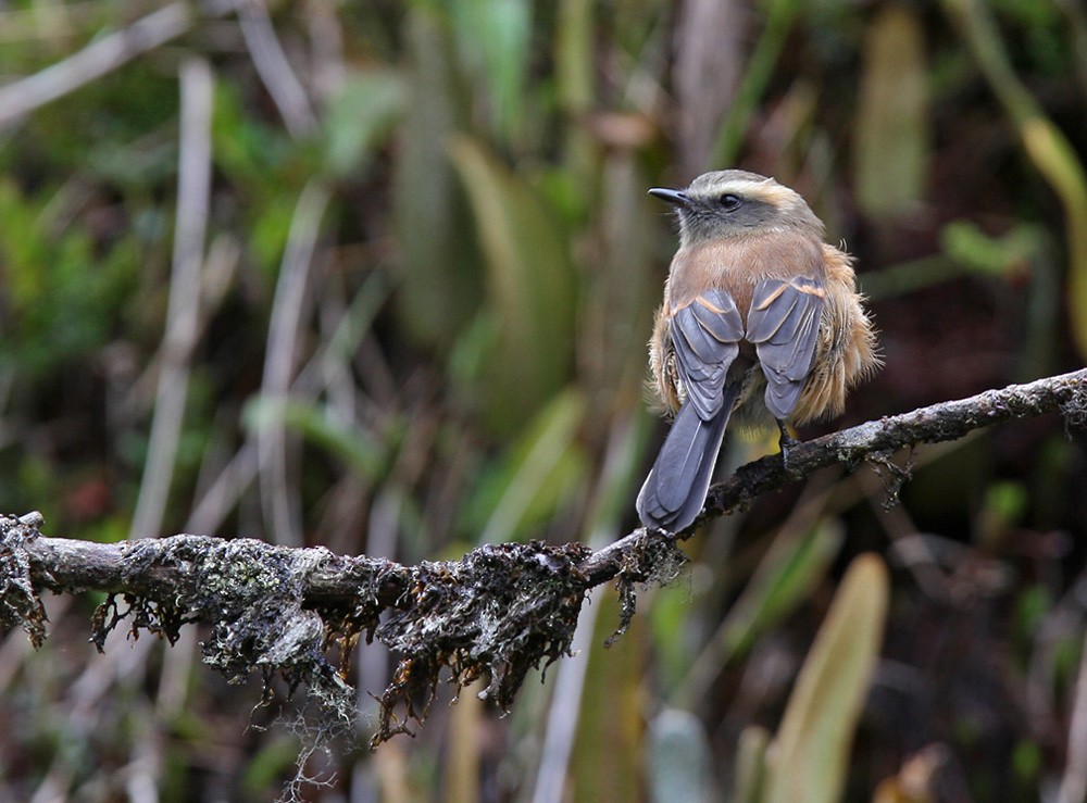 Brown-backed Chat-Tyrant - Lars Petersson | My World of Bird Photography