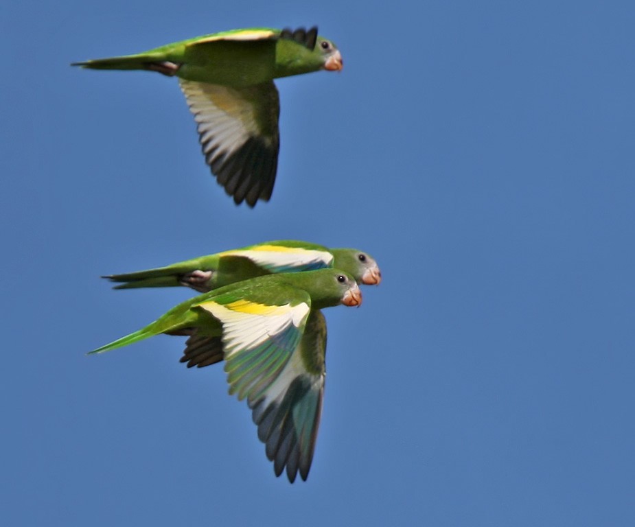 White-winged Parakeet - Lars Petersson | My World of Bird Photography