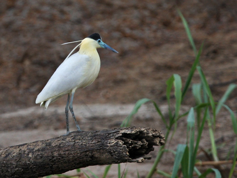 Capped Heron - Lars Petersson | My World of Bird Photography