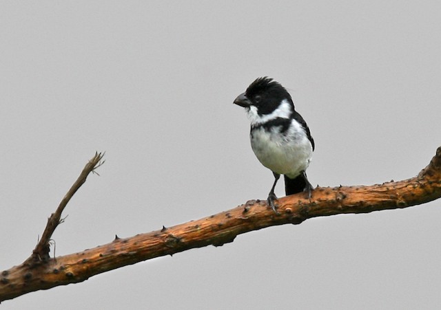 Papa-capim-de-caquetá - eBird