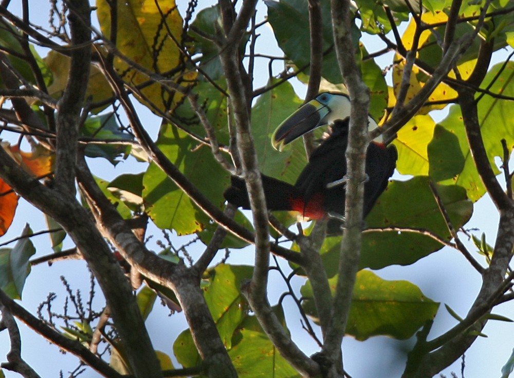 Channel-billed Toucan (Yellow-ridged) - Lars Petersson | My World of Bird Photography
