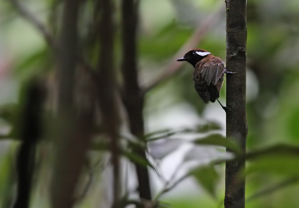 Chestnut-belted Gnateater - Lars Petersson | My World of Bird Photography