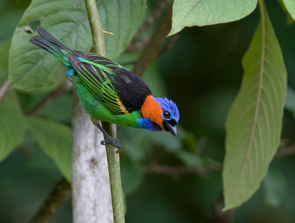 Red-necked Tanager - ML206035721
