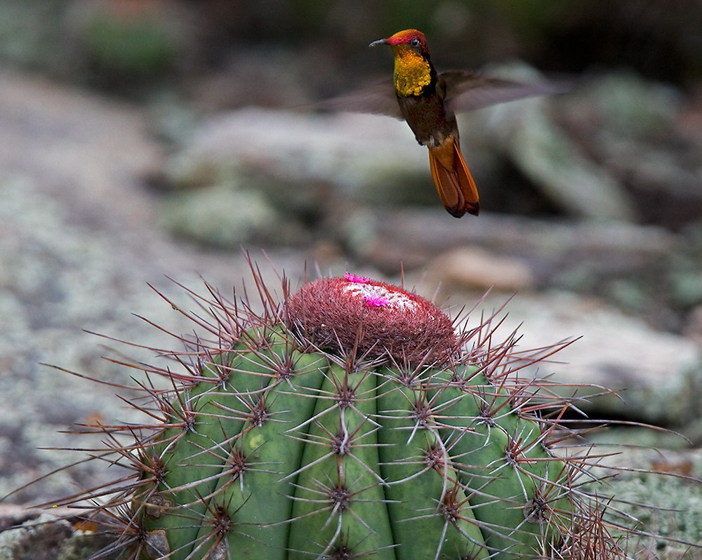 Ruby-topaz Hummingbird - Lars Petersson | My World of Bird Photography