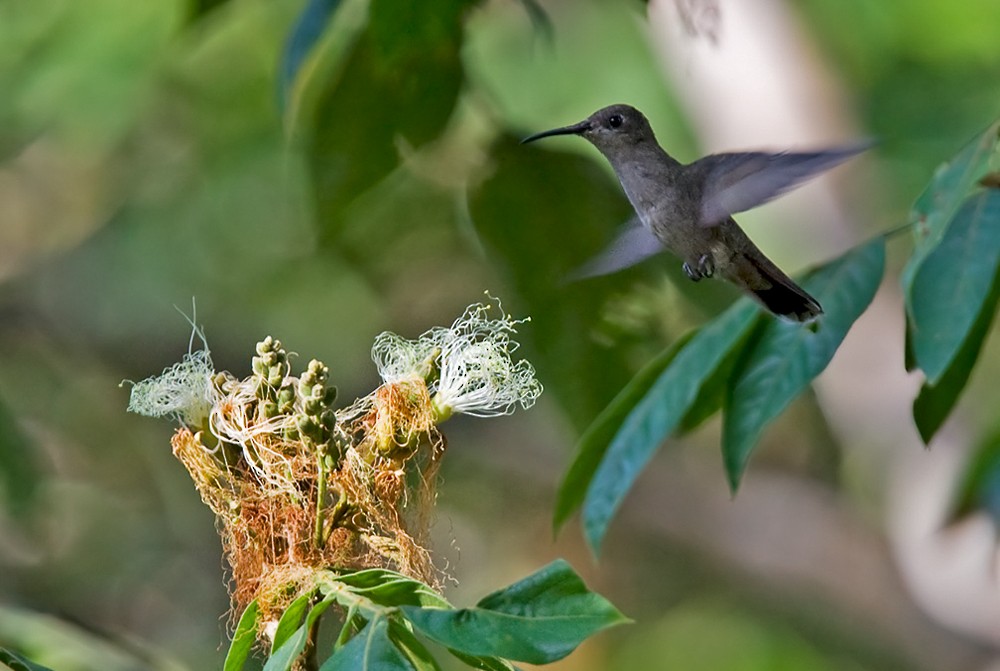 Ruby-topaz Hummingbird - Lars Petersson | My World of Bird Photography