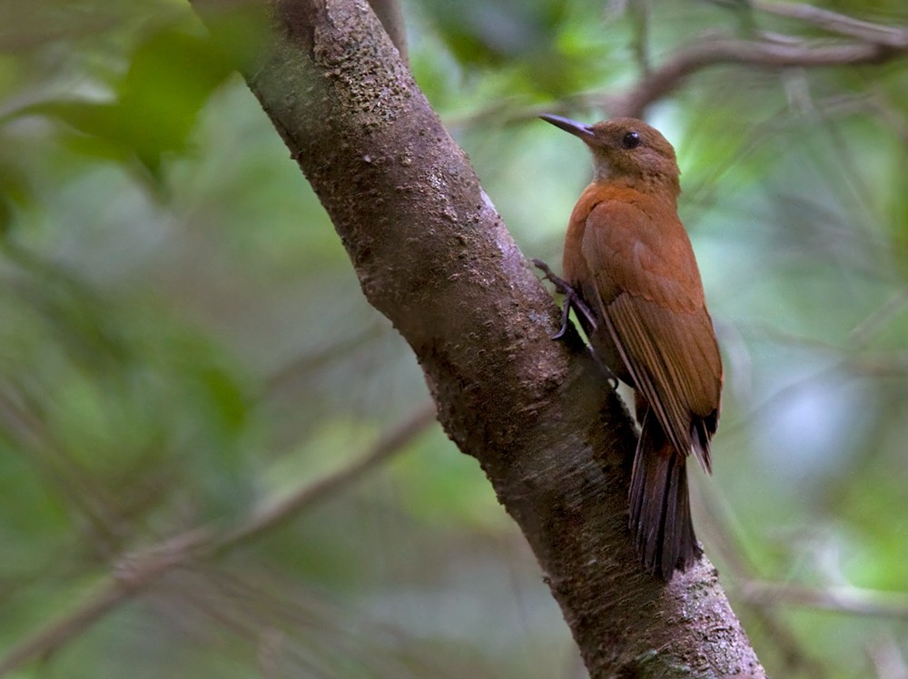 Rufous-breasted Leaftosser (Ceara) - Lars Petersson | My World of Bird Photography