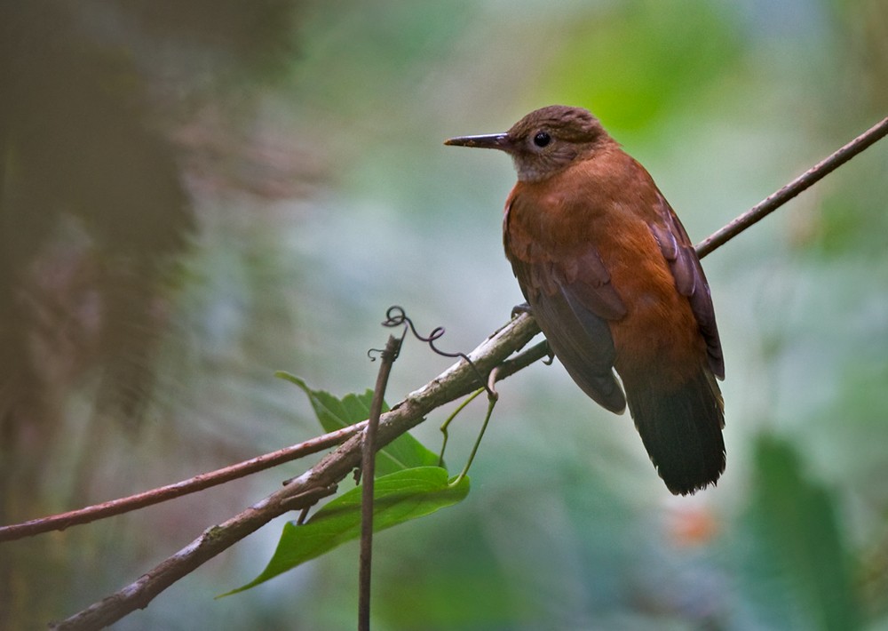 Rufous-breasted Leaftosser (Ceara) - Lars Petersson | My World of Bird Photography