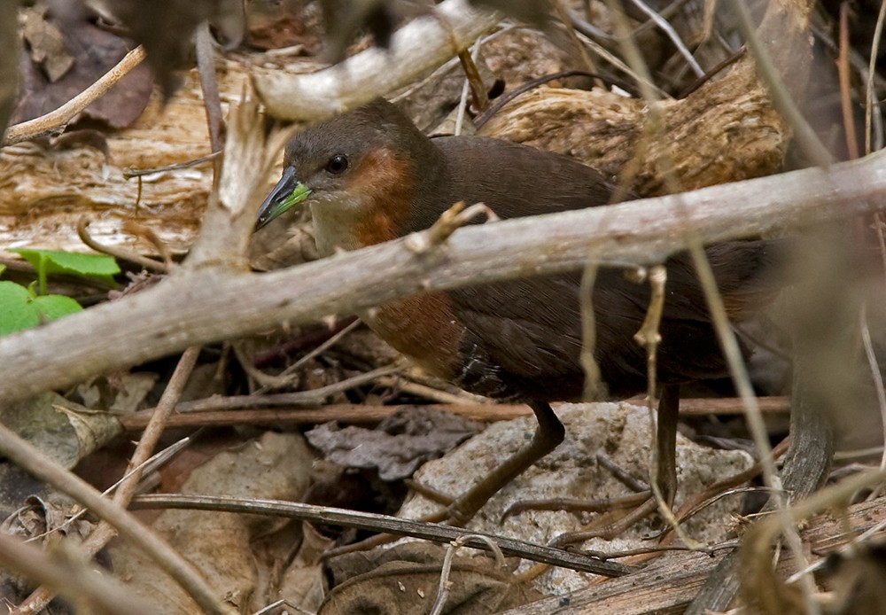 Rufous-sided Crake - Lars Petersson | My World of Bird Photography