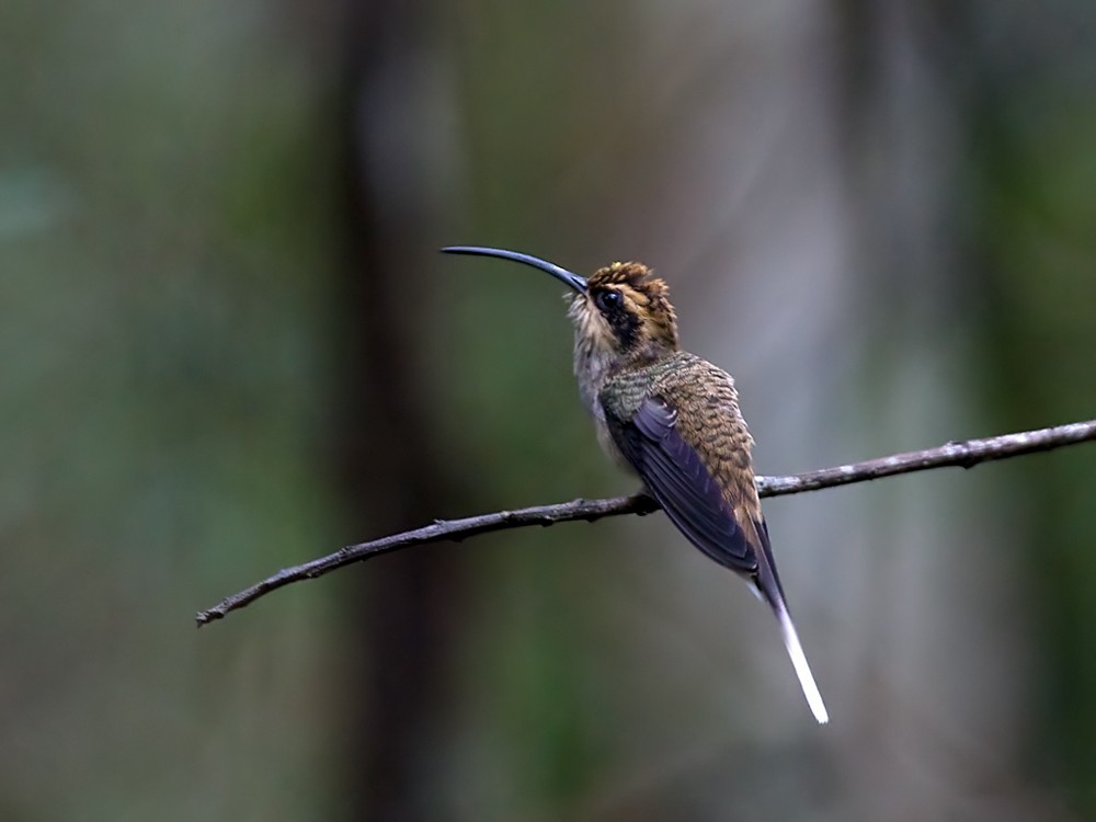 Scale-throated Hermit - Lars Petersson | My World of Bird Photography