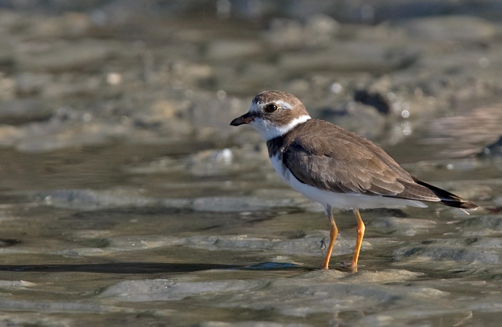 Semipalmated Plover - Lars Petersson | My World of Bird Photography