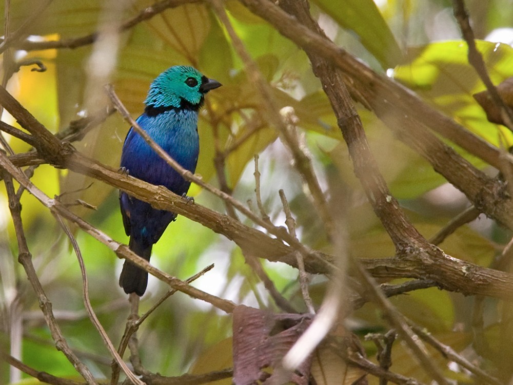 Seven-colored Tanager - Lars Petersson | My World of Bird Photography