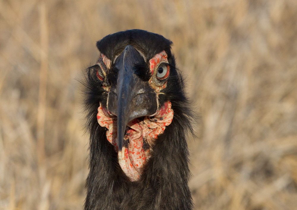 Southern Ground-Hornbill - Lars Petersson | My World of Bird Photography