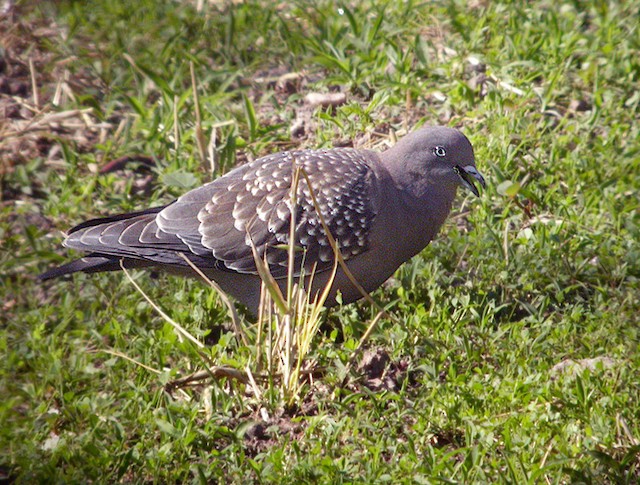 シロボシバト Maculosa Ebird