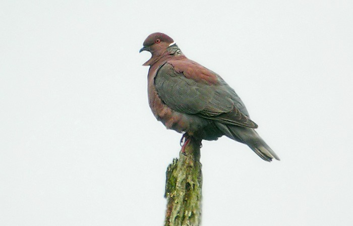 Chilean Pigeon - ML206036141