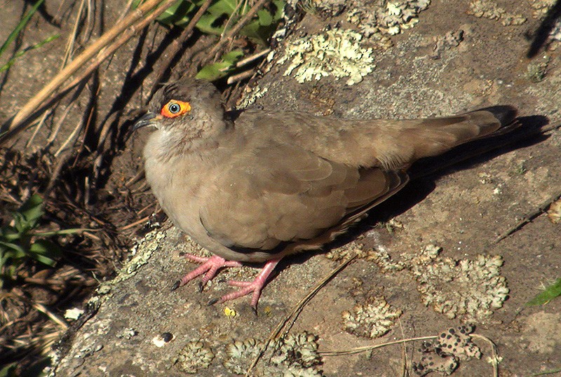 Bare-eyed Ground Dove - Lars Petersson | My World of Bird Photography