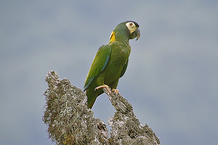 Yellow-collared Macaw - ML206036171
