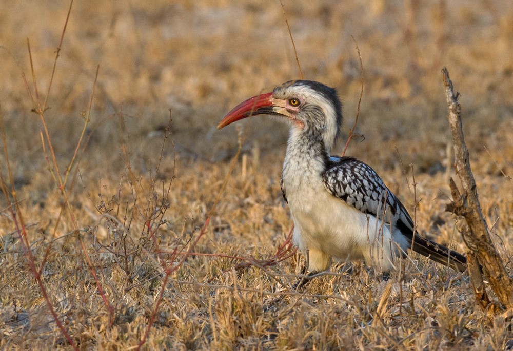 Southern Red-billed Hornbill - Lars Petersson | My World of Bird Photography