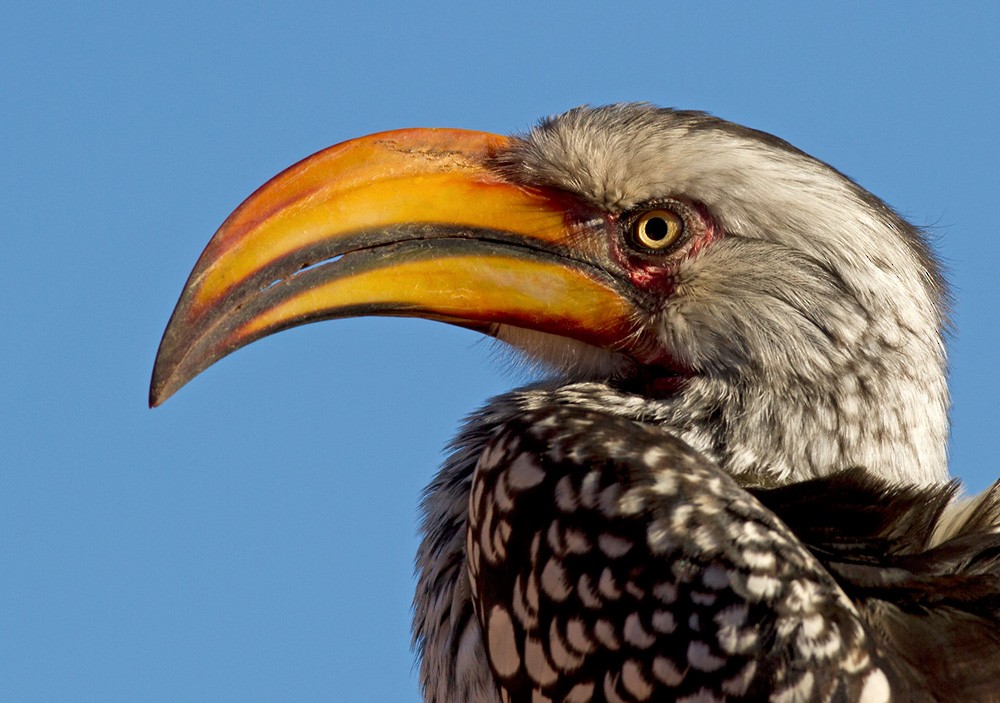 Southern Yellow-billed Hornbill - Lars Petersson | My World of Bird Photography