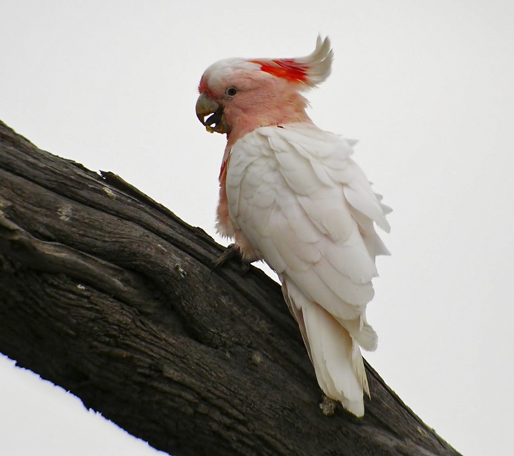 Pink Cockatoo - Lars Petersson | My World of Bird Photography