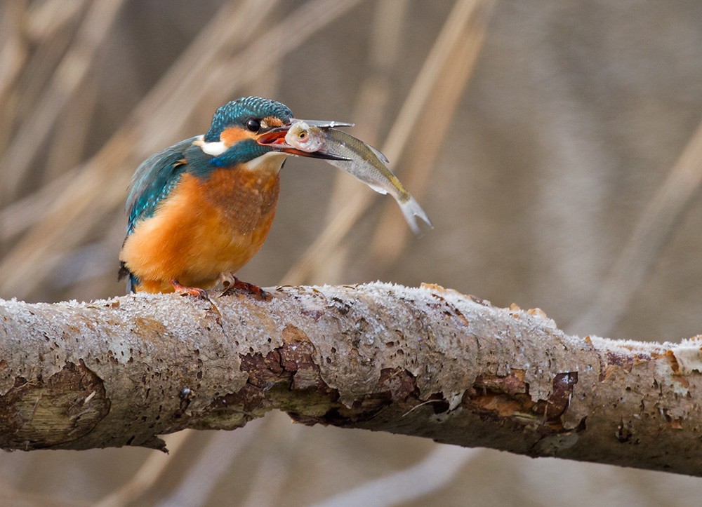 Common Kingfisher (Common) - Lars Petersson | My World of Bird Photography