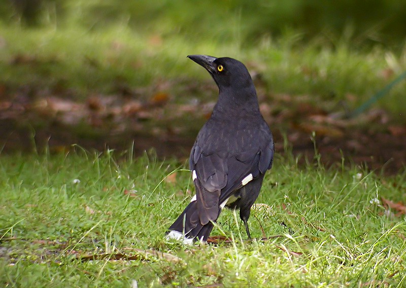 Pied Currawong - Lars Petersson | My World of Bird Photography