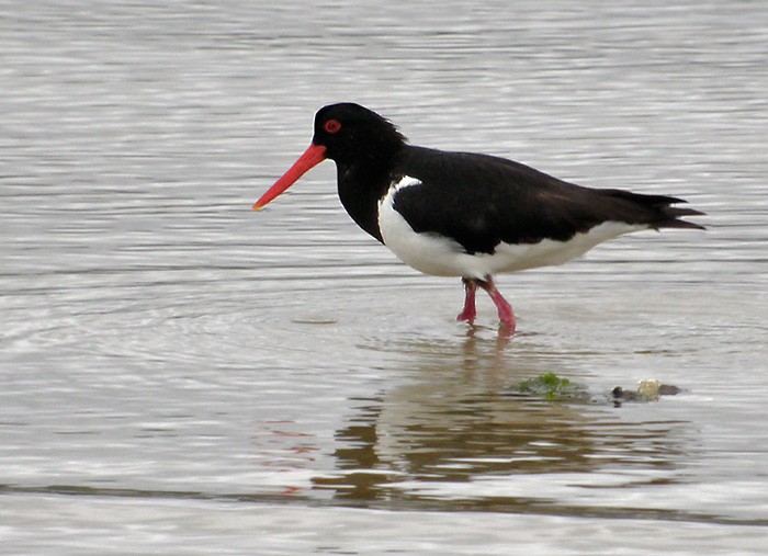 Pied Oystercatcher - Lars Petersson | My World of Bird Photography