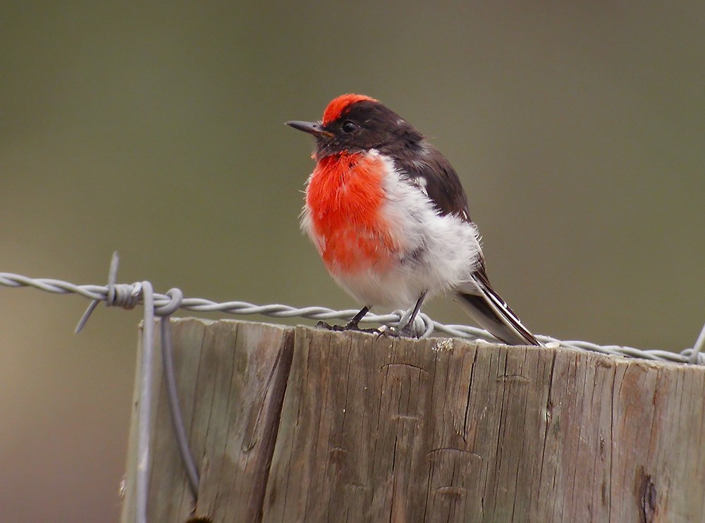 Red-capped Robin - Lars Petersson | My World of Bird Photography