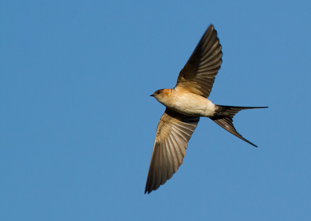 Red-rumped Swallow - Lars Petersson | My World of Bird Photography
