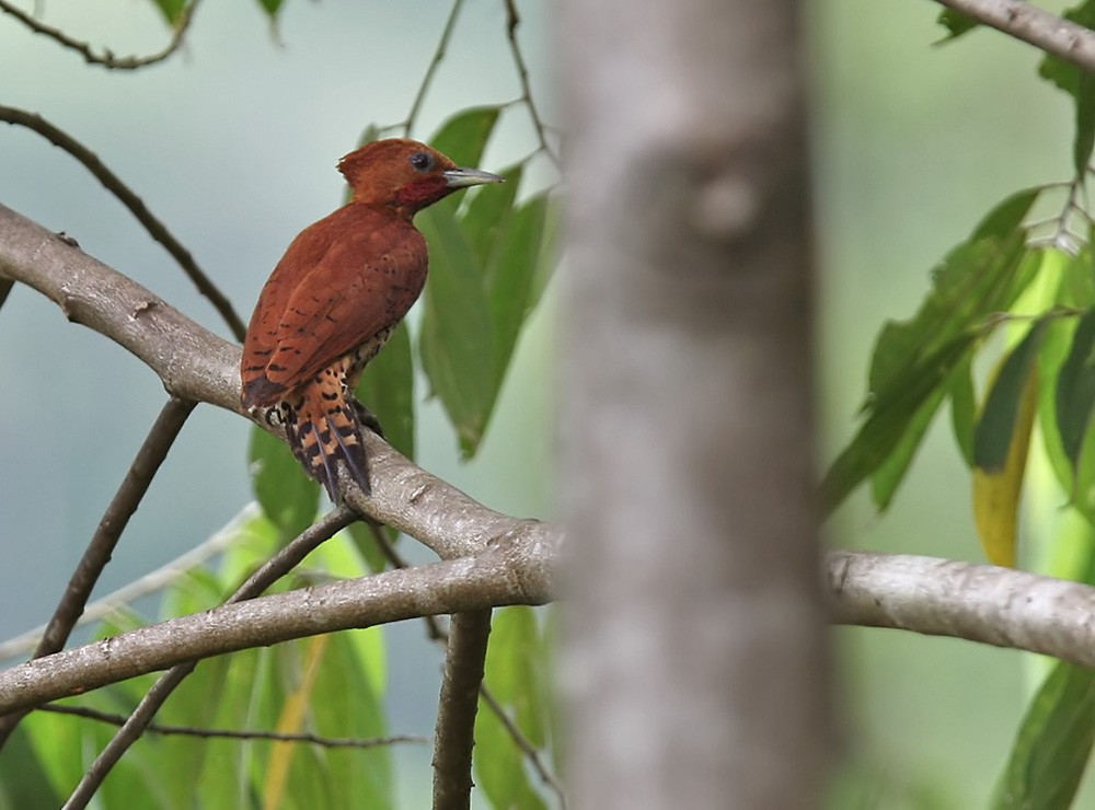 Cinnamon Woodpecker - Lars Petersson | My World of Bird Photography