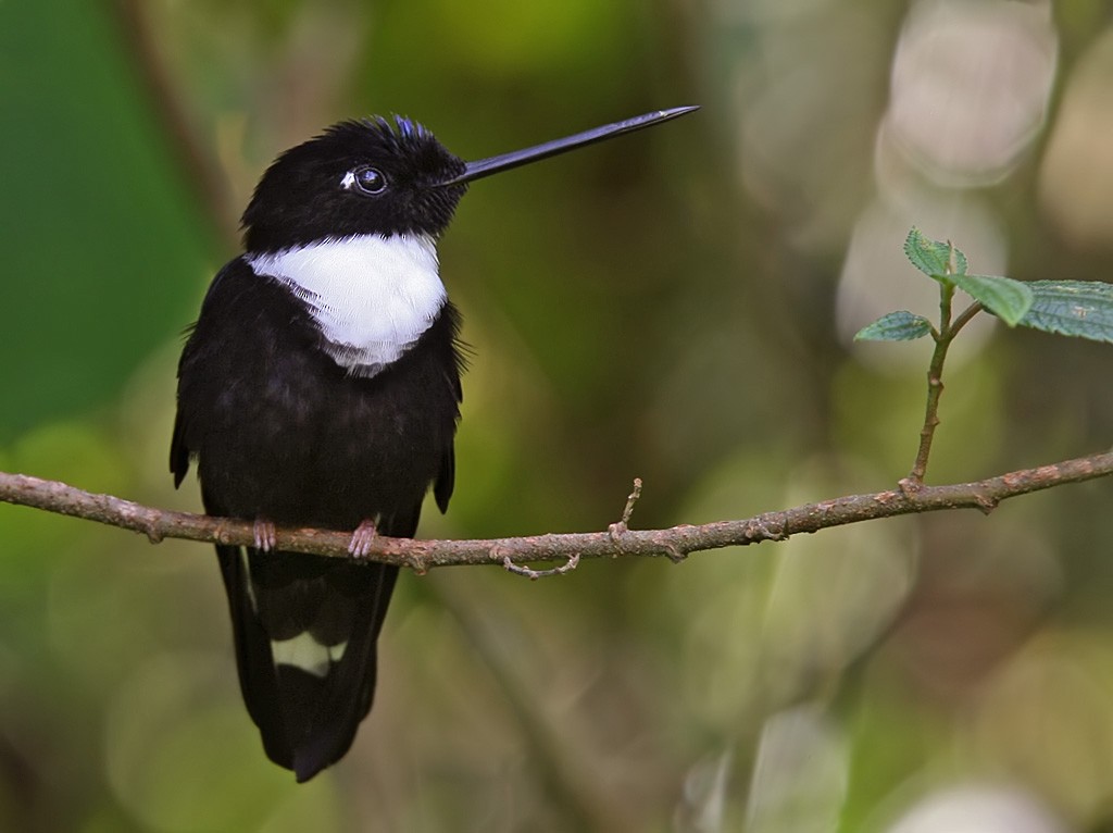 Collared Inca (Collared) - Lars Petersson | My World of Bird Photography