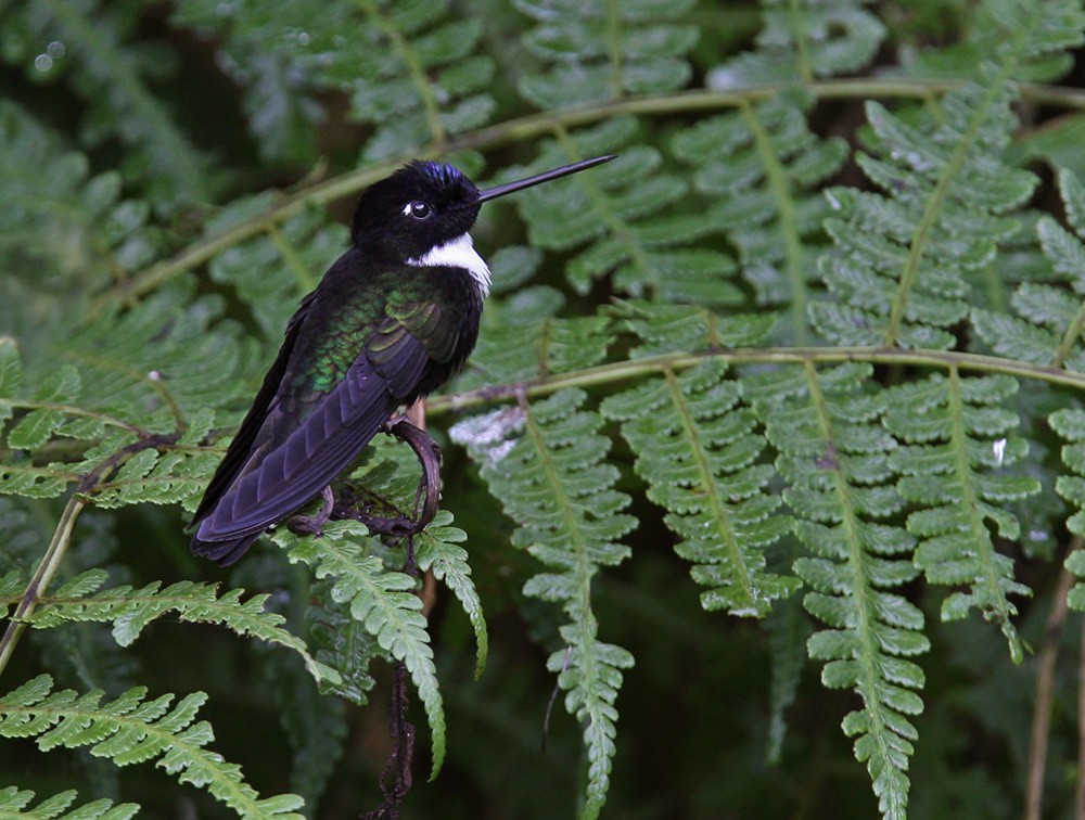 Collared Inca (Collared) - Lars Petersson | My World of Bird Photography