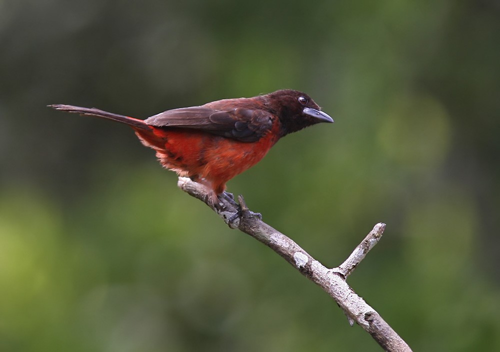 Crimson-backed Tanager - Lars Petersson | My World of Bird Photography