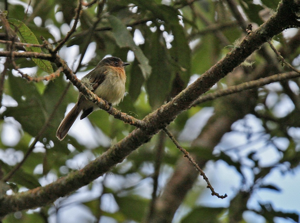 Rufous-breasted Flycatcher - Lars Petersson | My World of Bird Photography
