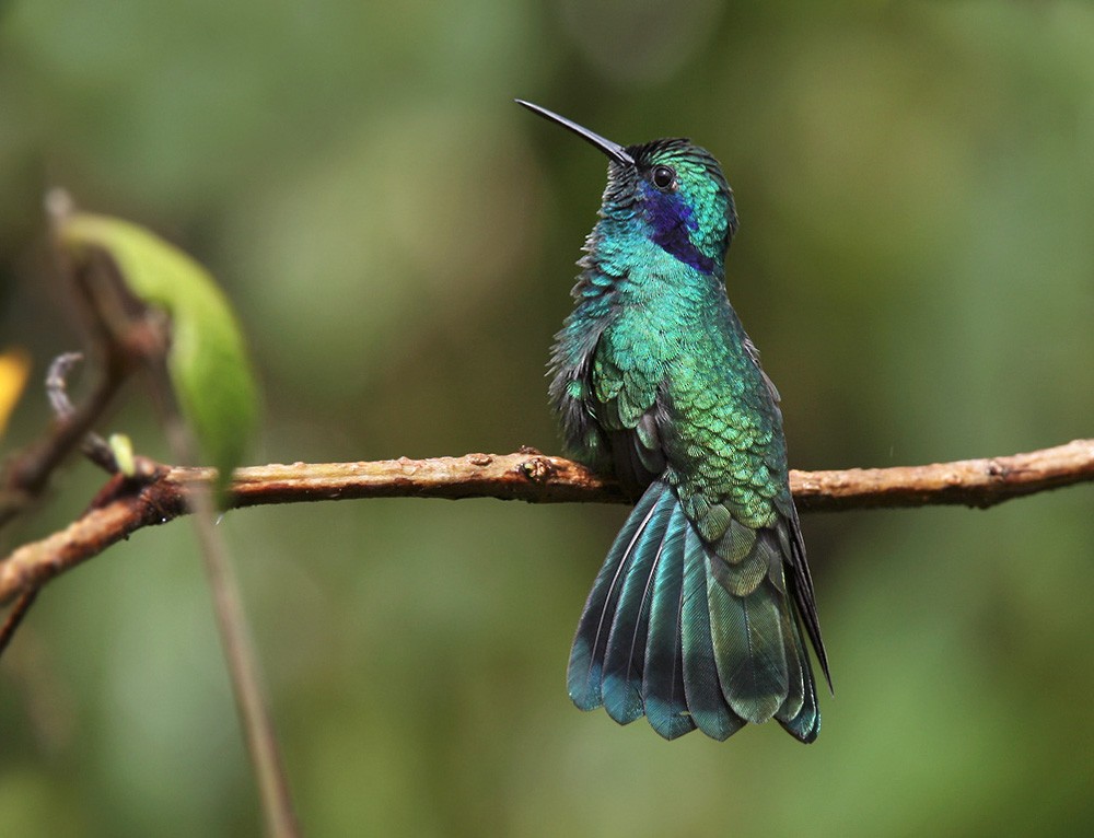 Lesser Violetear (Andean) - Lars Petersson | My World of Bird Photography