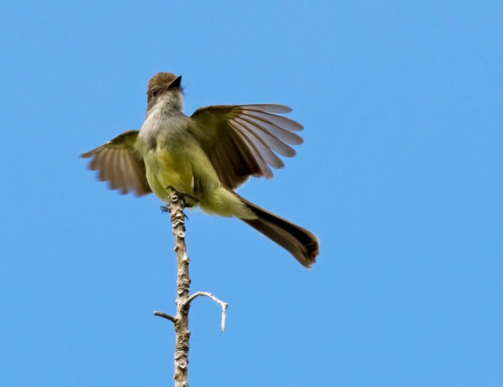Short-crested Flycatcher - Lars Petersson | My World of Bird Photography