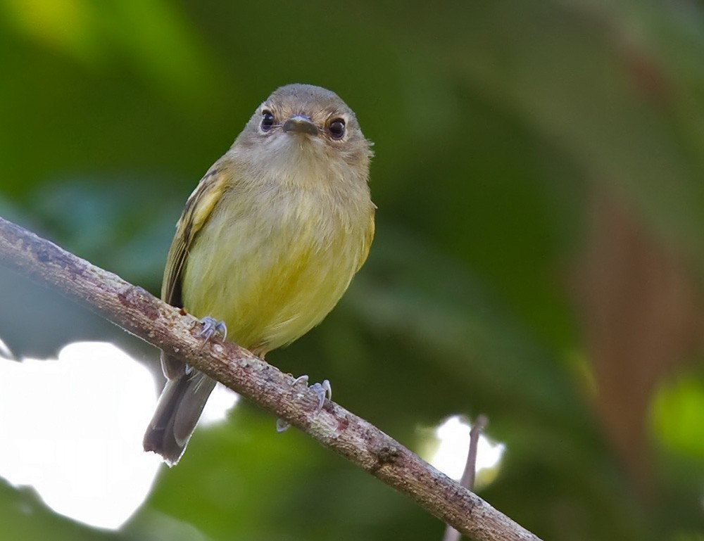 Smoky-fronted Tody-Flycatcher - Lars Petersson | My World of Bird Photography