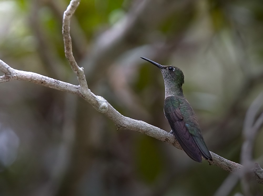 Sombre Hummingbird - Lars Petersson | My World of Bird Photography