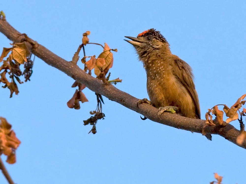 Spotted Piculet - Lars Petersson | My World of Bird Photography