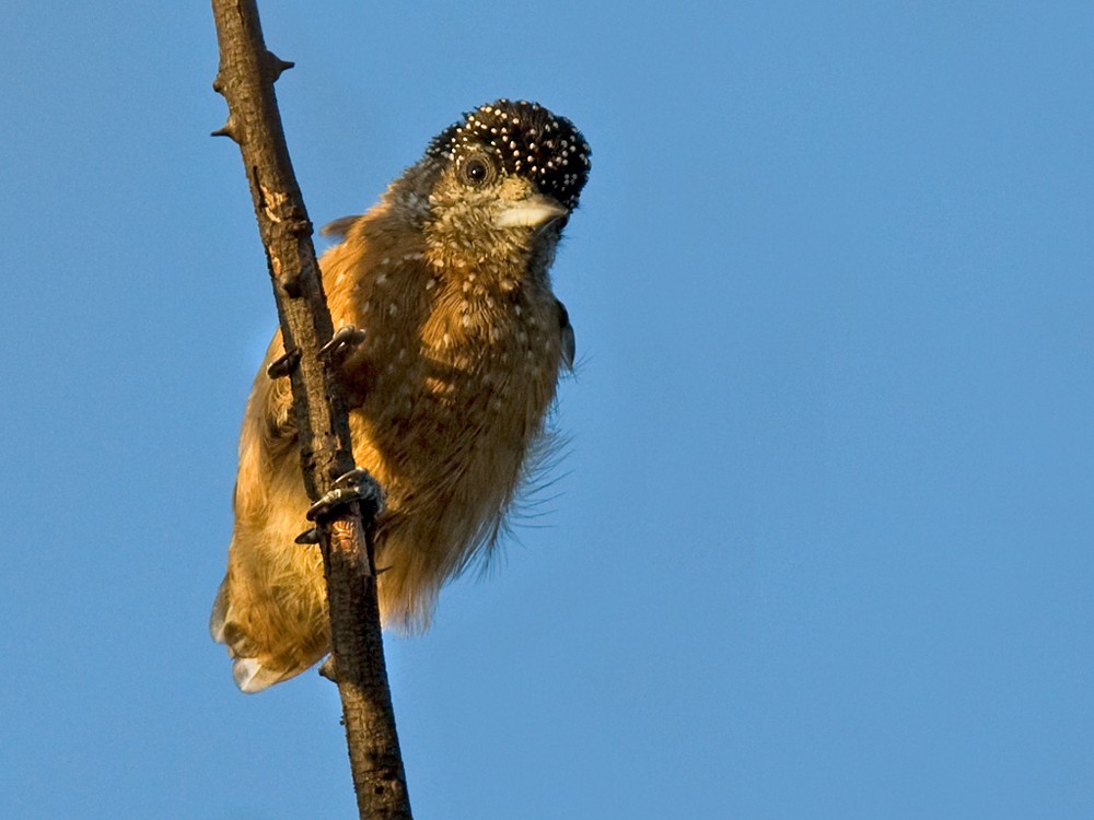 Spotted Piculet - Lars Petersson | My World of Bird Photography