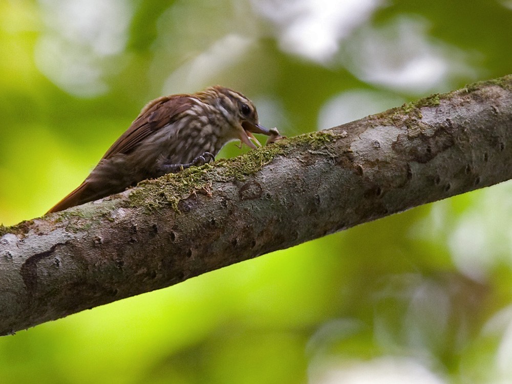 Streaked Xenops - Lars Petersson | My World of Bird Photography