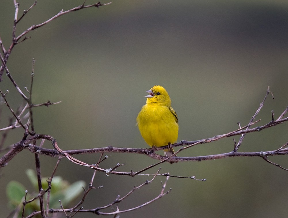 Stripe-tailed Yellow-Finch - Lars Petersson | My World of Bird Photography