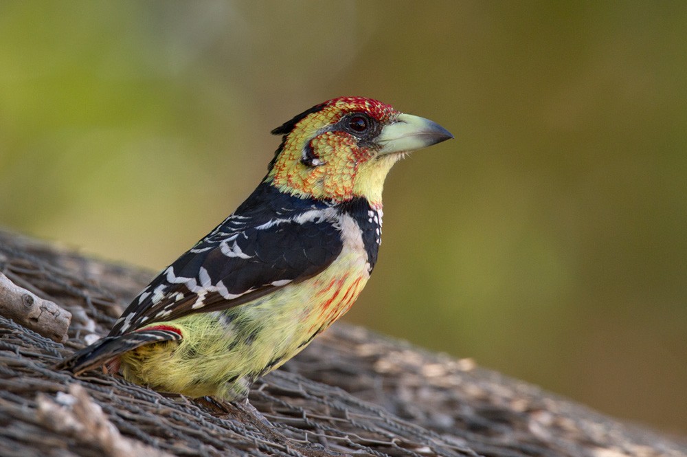 Crested Barbet - Lars Petersson | My World of Bird Photography