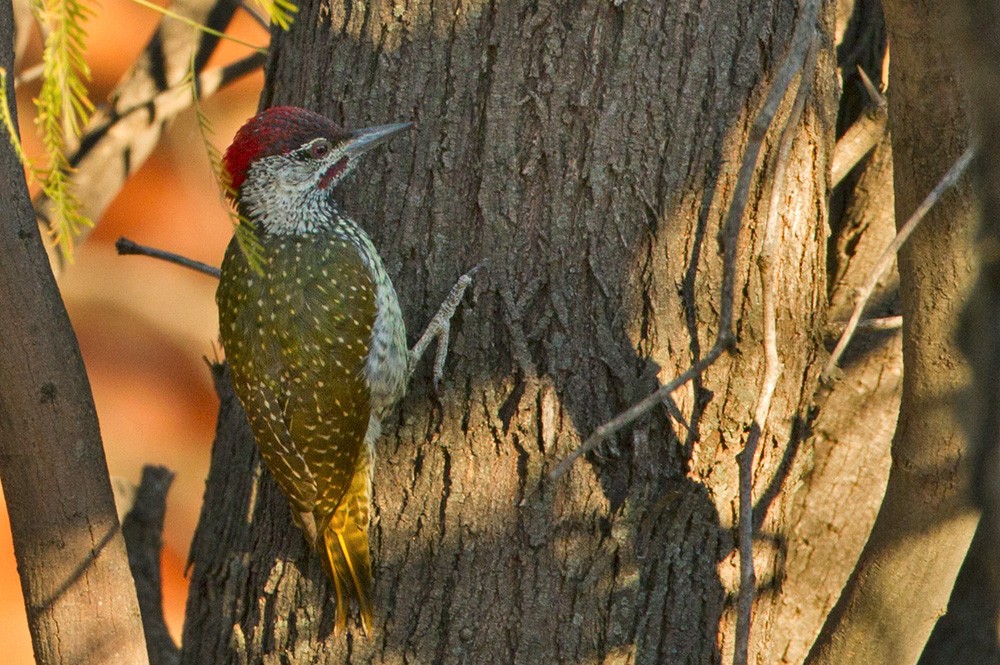 Golden-tailed Woodpecker (Golden-tailed) - Lars Petersson | My World of Bird Photography