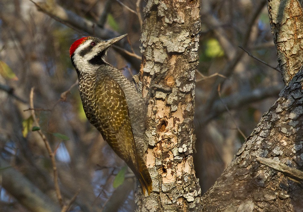 Bearded Woodpecker - Lars Petersson | My World of Bird Photography