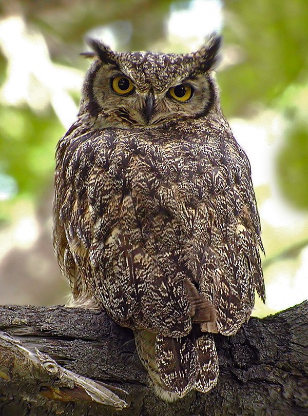 Lesser Horned Owl - ML206037351