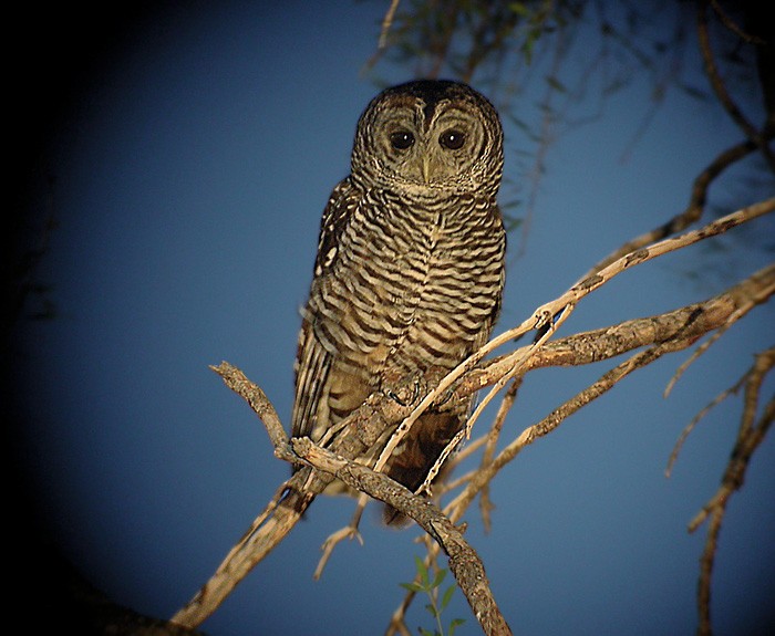 Chaco Owl - Lars Petersson | My World of Bird Photography