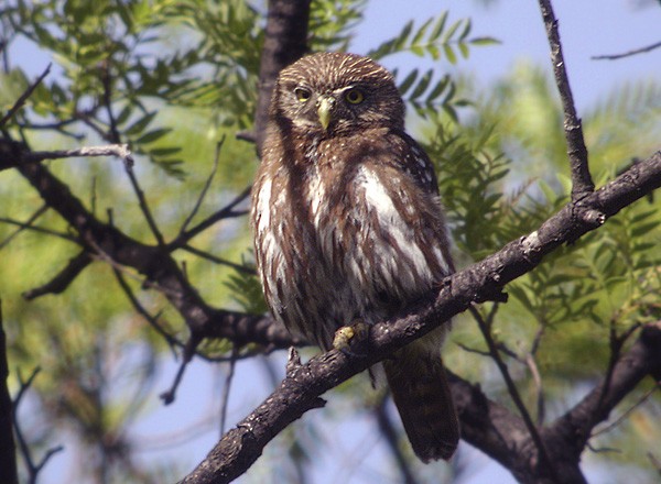 Ferruginous Pygmy-Owl (Tucuman) - ML206037381