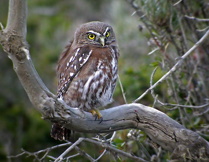 Austral Pygmy-Owl - Lars Petersson | My World of Bird Photography