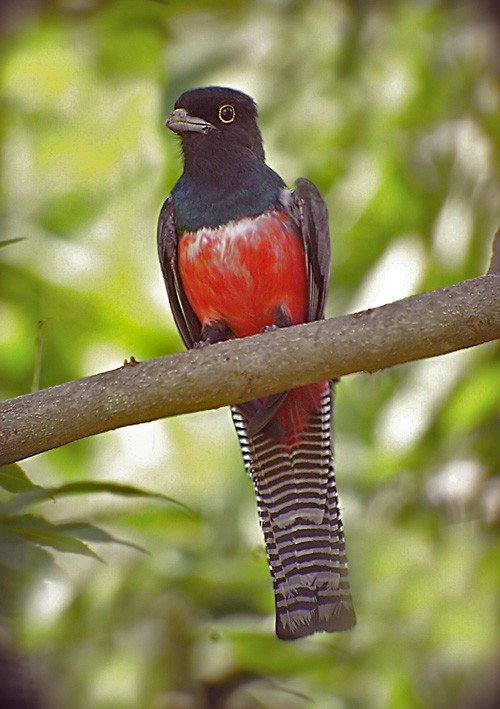 Blue-crowned Trogon - Lars Petersson | My World of Bird Photography
